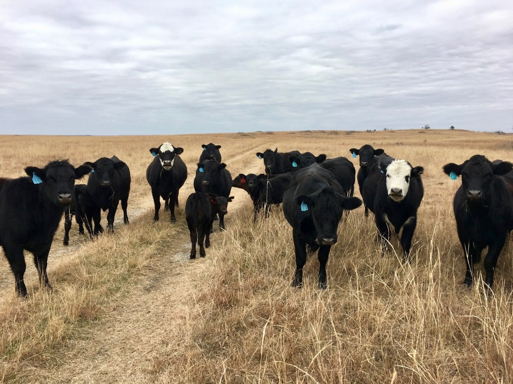 Calves Grant Creek Ranch For Sale