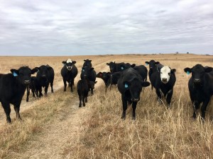 Calves Grant Creek Ranch For Sale