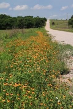 Black-Eyed Susans